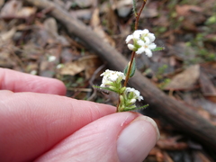 Leucopogon concurvus