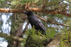 Corvus macrorhynchos