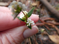 Leucopogon concurvus