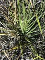 Dasylirion leiophyllum
