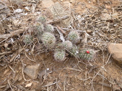 Mammillaria mazatlanensis