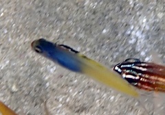 Plagiotremus townsendi