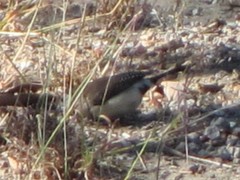 Stizoptera bichenovii bichenovii