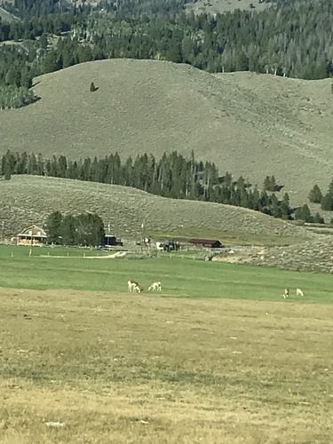Pronghorn photographed in Idaho