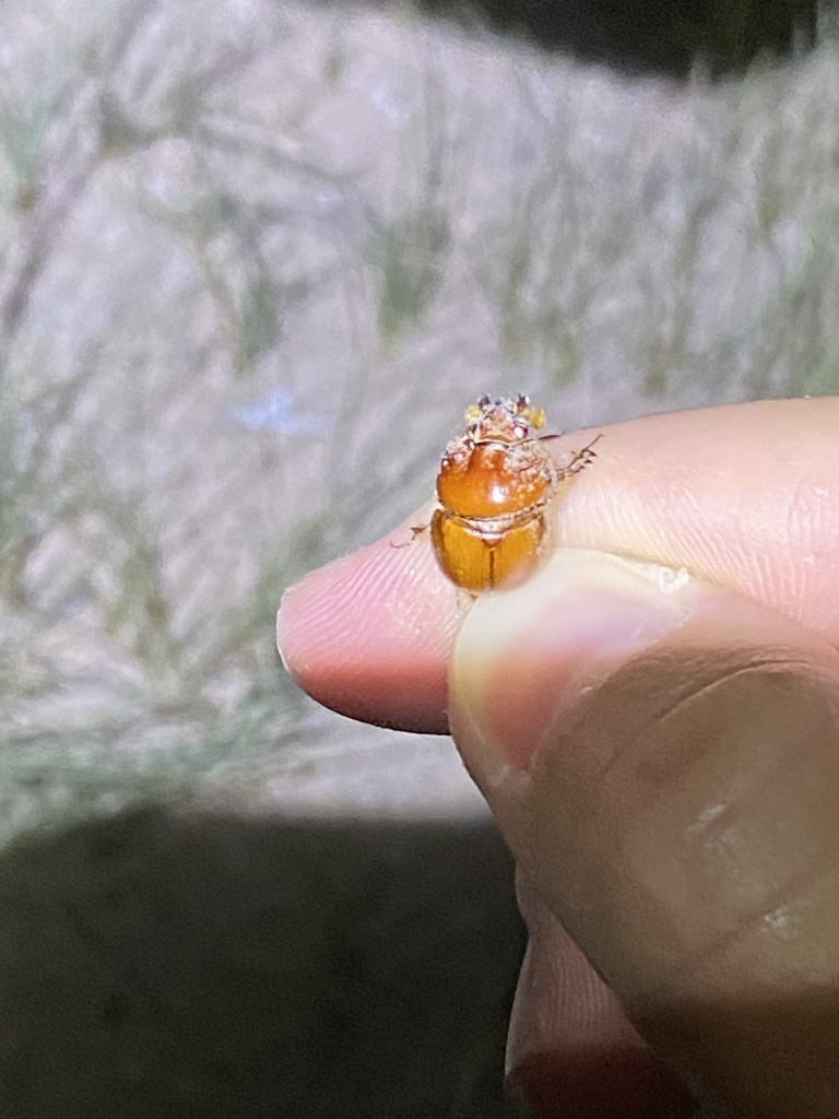 Bolbocerastes imperialis