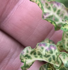 Cronartium comandrae