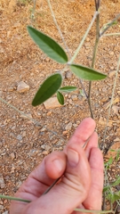 Bituminaria