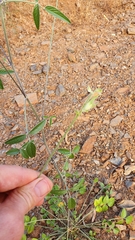 Bituminaria
