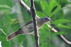 Phyllastrephus scandens