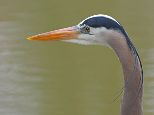 Great Blue Heron photographed in Virginia