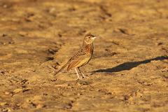 Mirafra rufocinnamomea