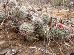 Mammillaria mazatlanensis