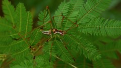 Obolopteryx oreoeca