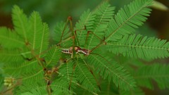 Obolopteryx oreoeca