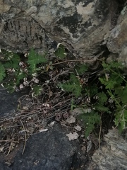 Aleuritopteris argentea