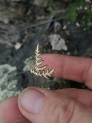 Aleuritopteris argentea