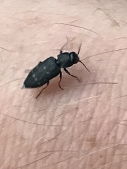 Melanophila consputa