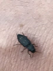 Melanophila consputa