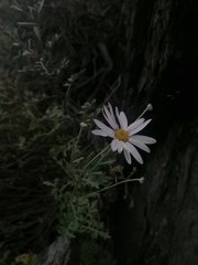 Chrysanthemum sinuatum