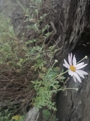 Chrysanthemum sinuatum