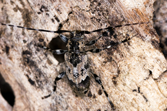 Graphisurus triangulifer