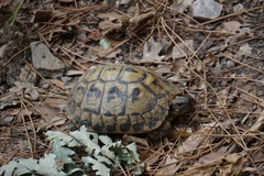 Testudo hermanni hermanni