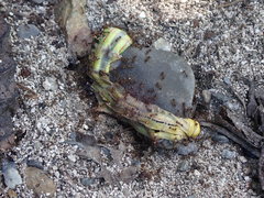 Cephonodes hylas