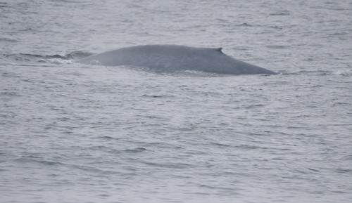 Blue whale