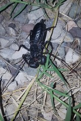 Mastigoproctus giganteus