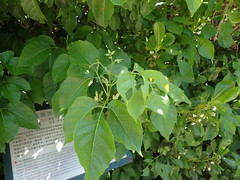 Allophylus timorensis