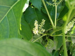 Allophylus timorensis