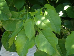 Allophylus timorensis