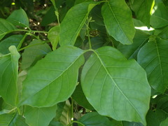 Allophylus timorensis