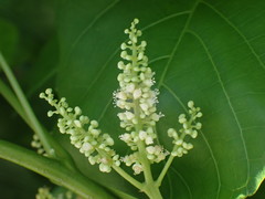 Allophylus timorensis