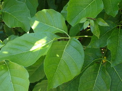 Allophylus timorensis