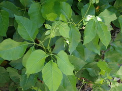 Allophylus timorensis