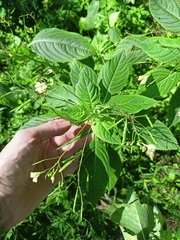 Impatiens parviflora