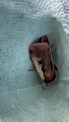 Ochropleura