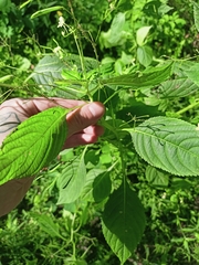 Impatiens parviflora