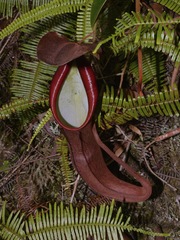 Nepenthes sanguinea