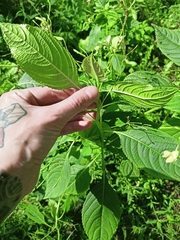 Impatiens parviflora