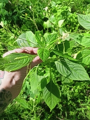 Impatiens parviflora