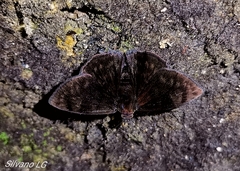 Pachyneuria licisca