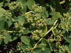 Euphorbia atoto