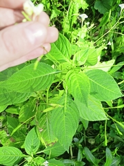 Impatiens parviflora