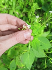 Impatiens parviflora