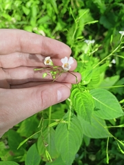 Impatiens parviflora