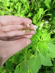 Impatiens parviflora