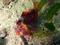 Echinophryne crassispina