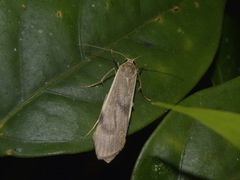 Teulisna diastropha